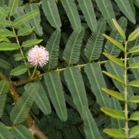 Mimosa pigra L.